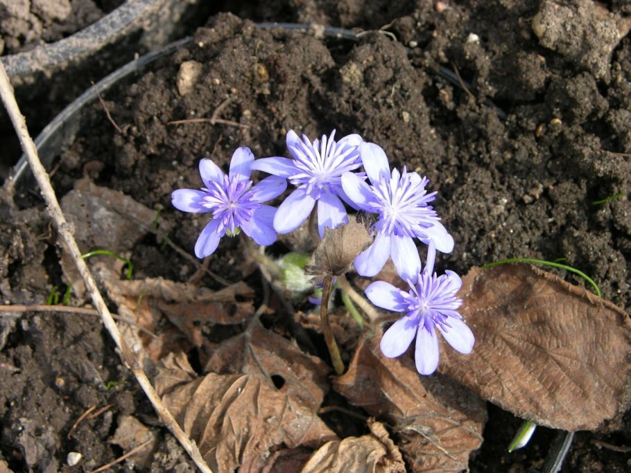 Печеночница голубая шаблон