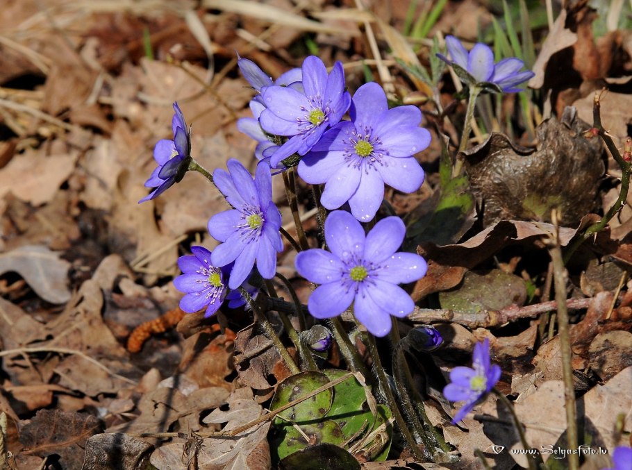 Печеночница благородная (hepatica Nobilis)