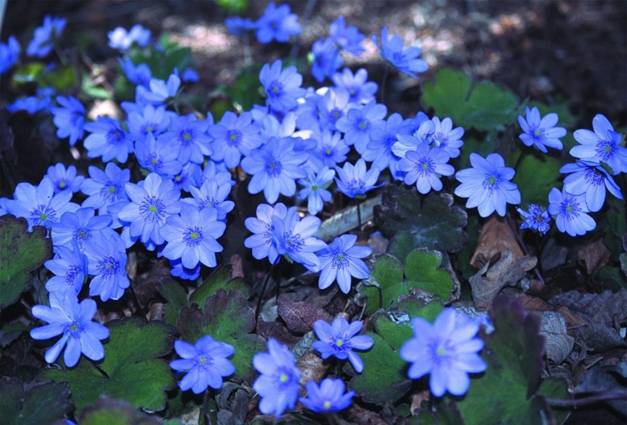 Печеночница благородная и трансильванская