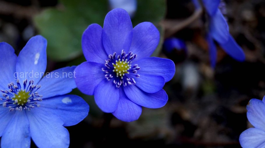 Цветы Ноктюрн средней полосы