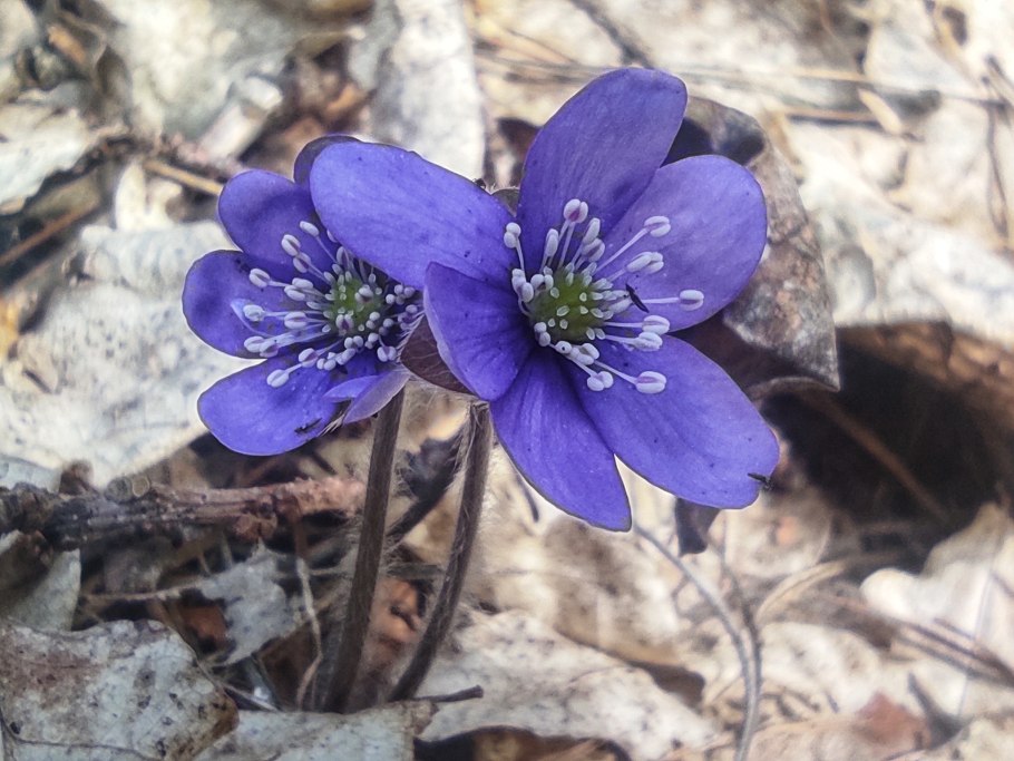Печеночница благородная (hepatica Nobilis)