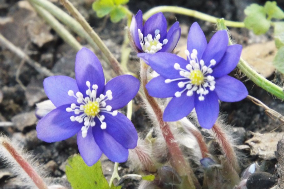 Печеночница трансильванская