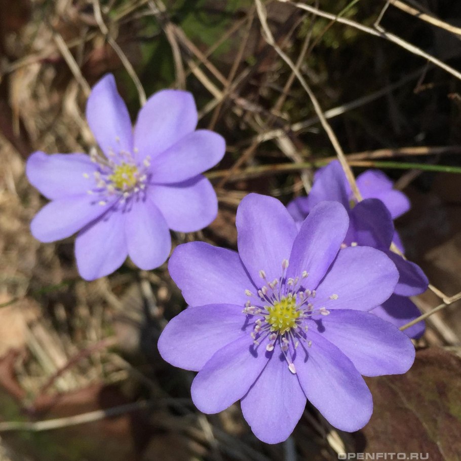 Печеночница Блю Джевел