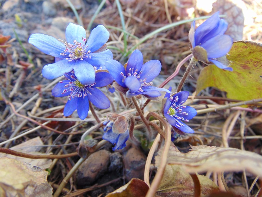 Печеночница (перелеска) обыкновенная