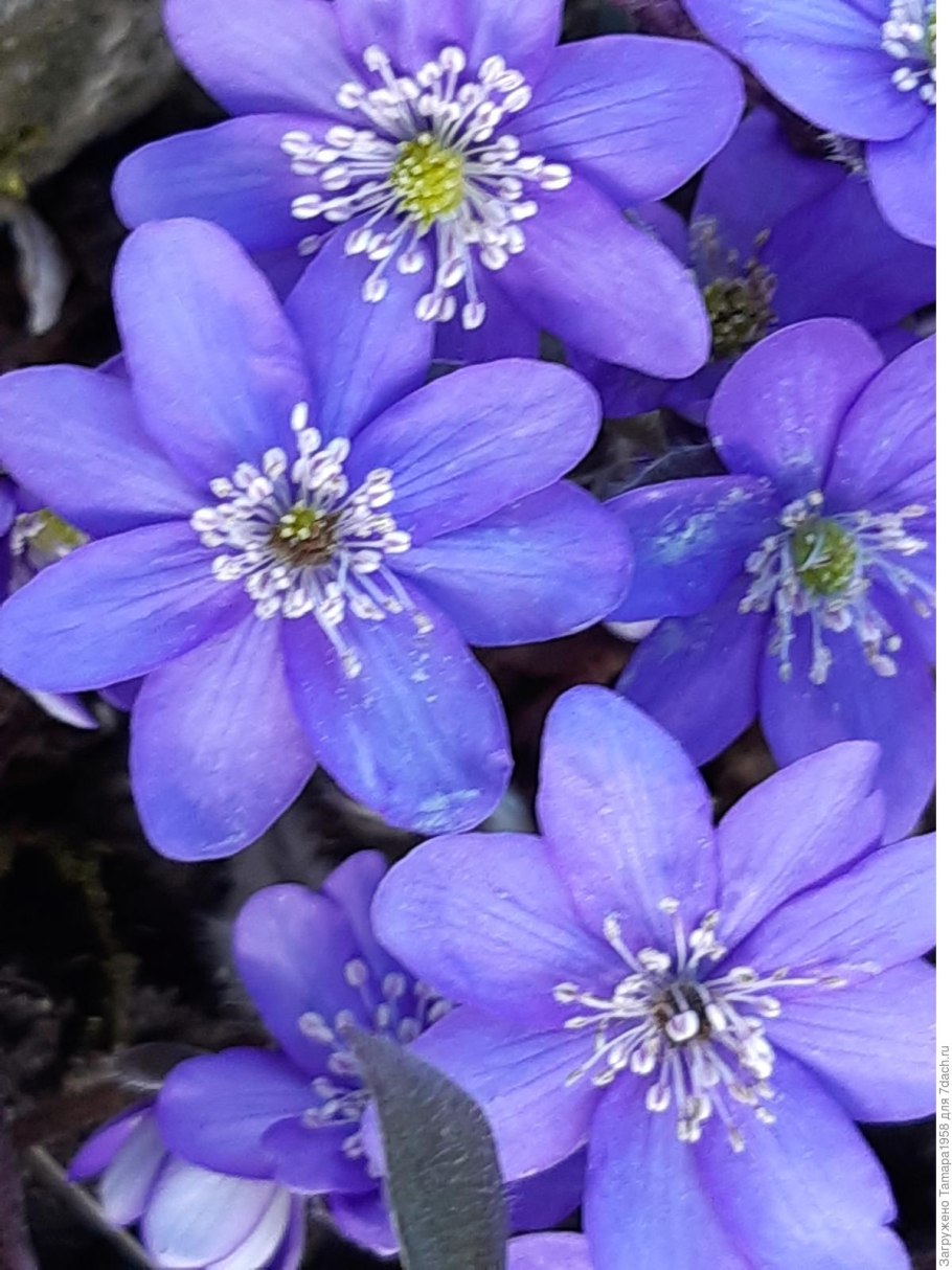 Печеночница hepatica Nobilis