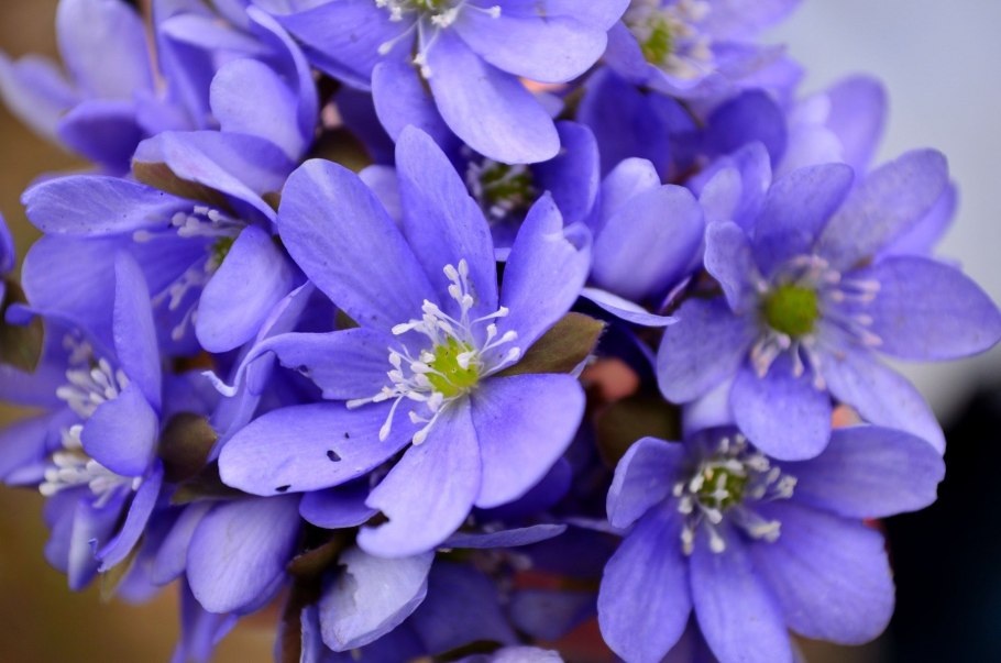 Печеночница трансильванская