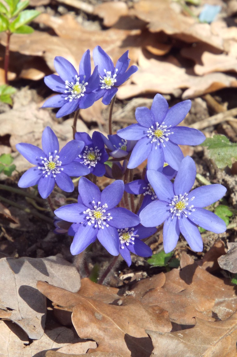 Синие подснежники печеночница