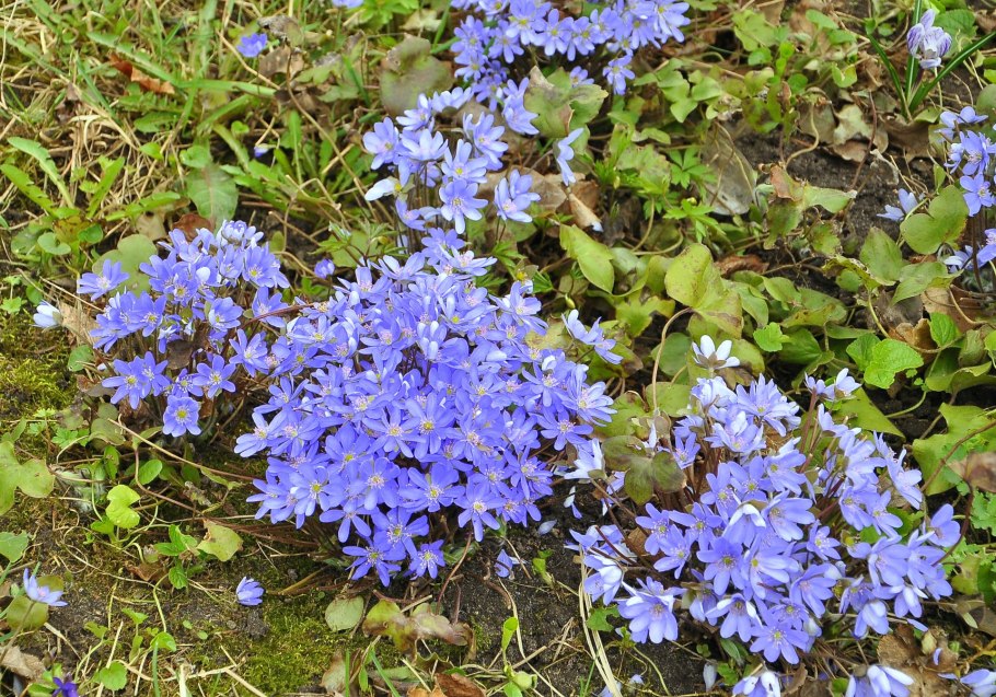 Печёночница обыкновенная