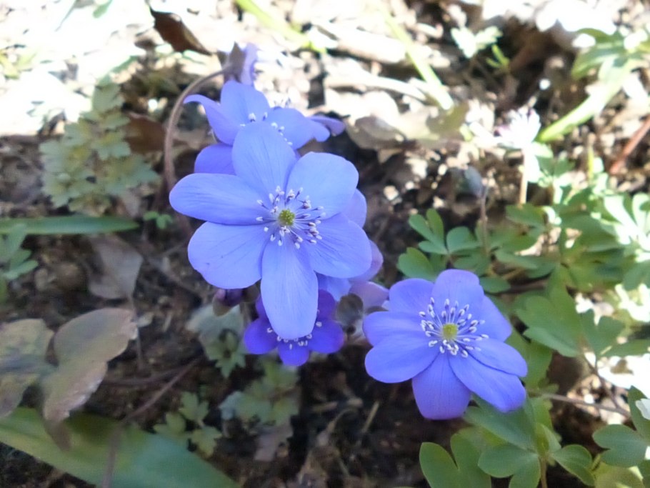 Печеночница трансильванская transsilvanica