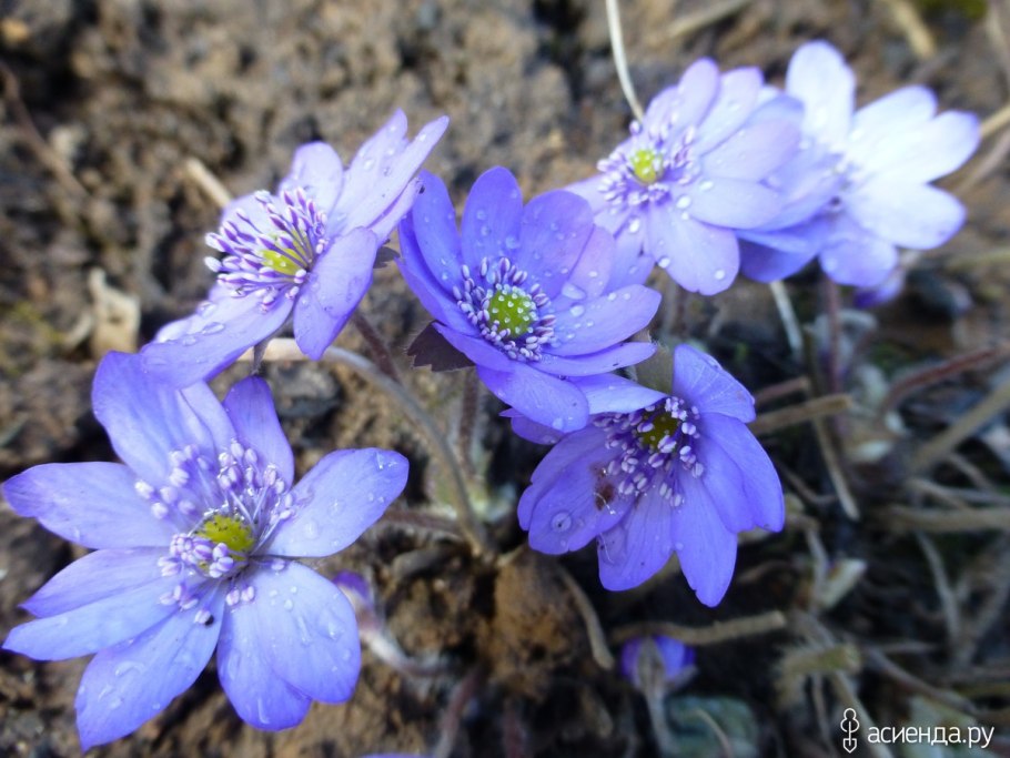 Печеночница трансильванская голубая