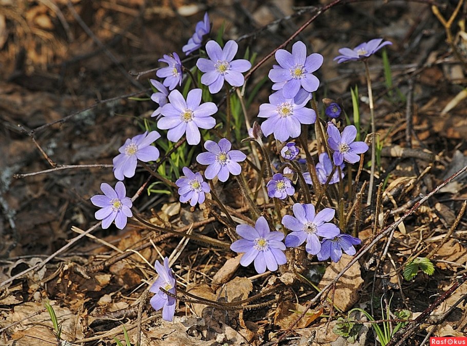 Печеночница Альба махровая