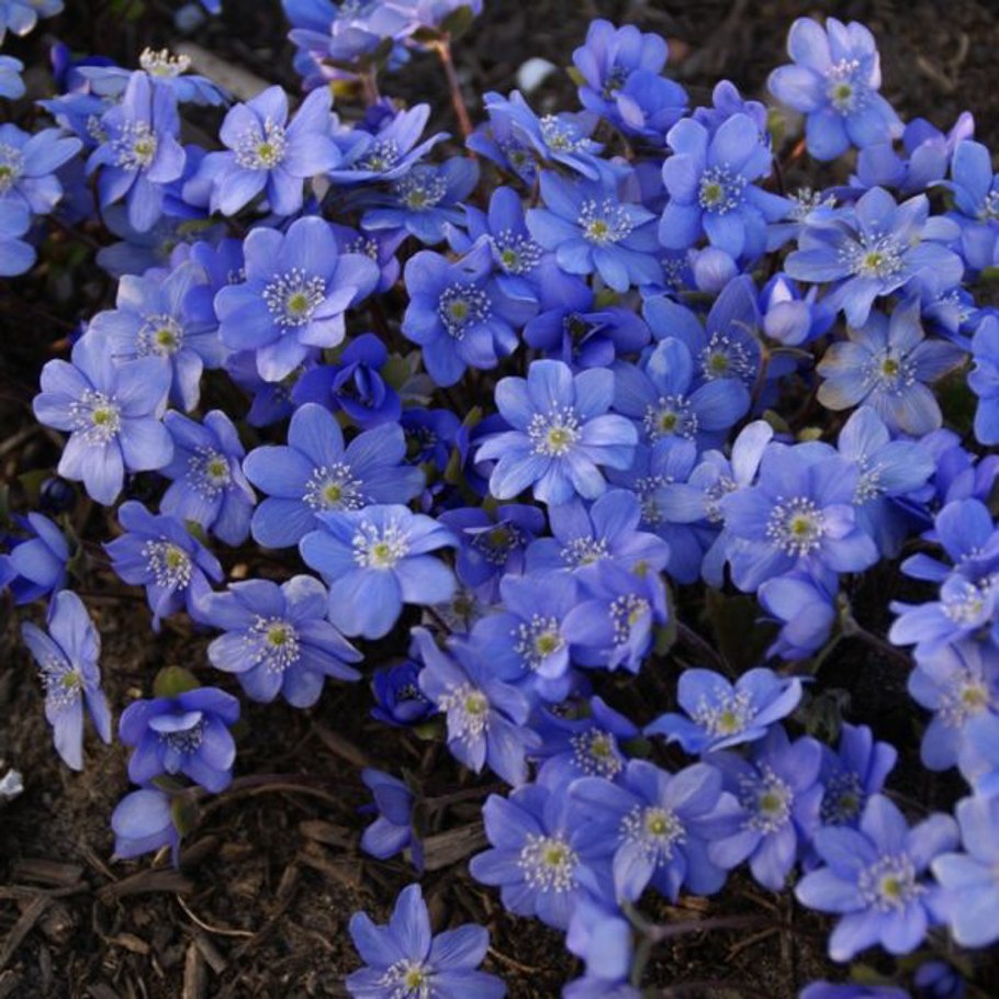 Печеночница трансильванская