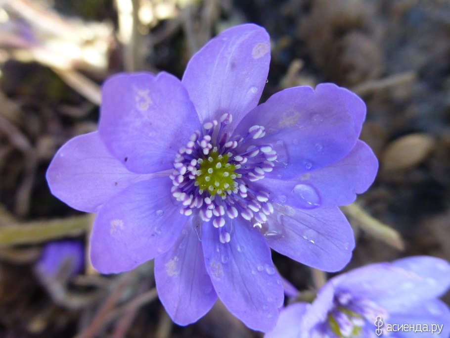 Печеночница трансильванская Блю Джевел