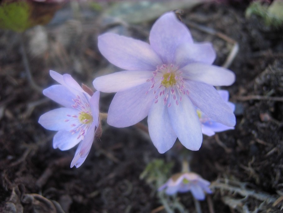 Печеночница благородная (hepatica Nobilis)