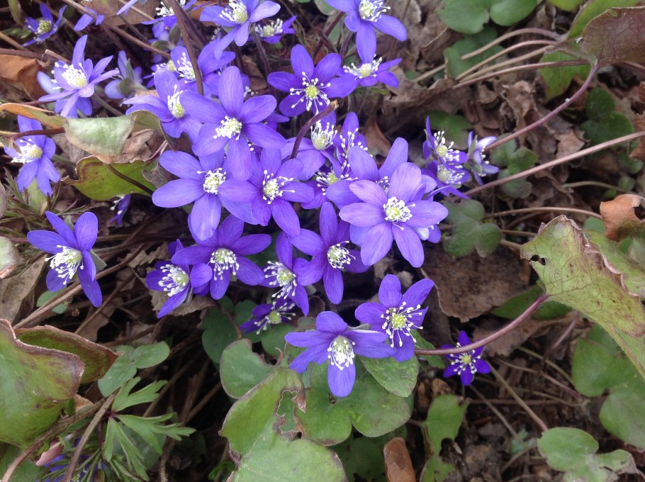Печеночница благородная перелеска