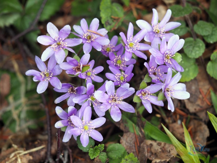 Первоцвет печеночница