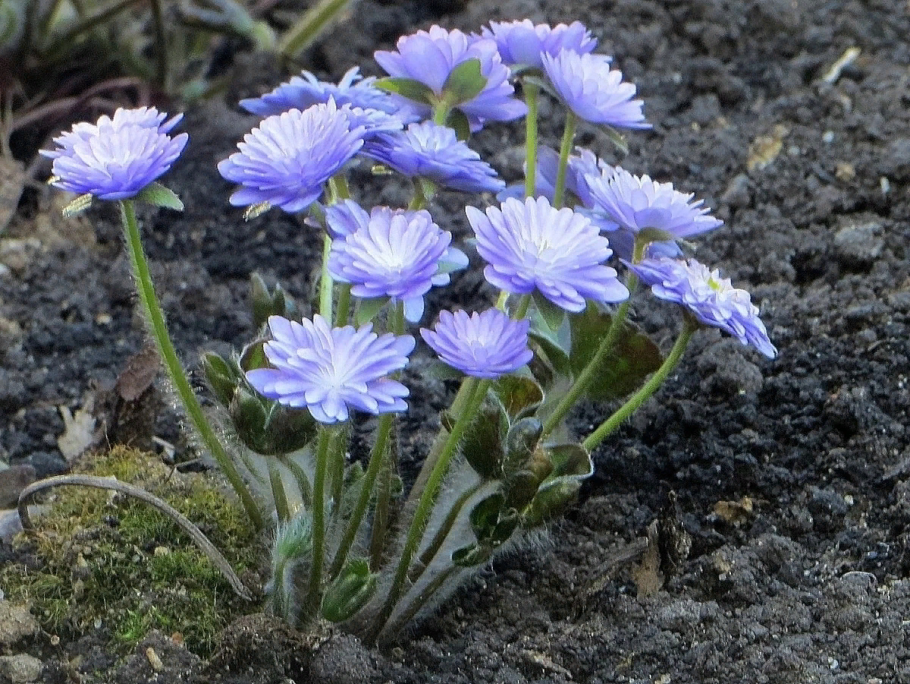 Печеночница трансильванская