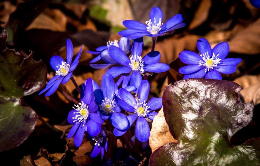 Печеночница синяя махровая