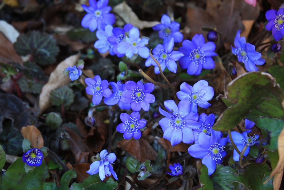 Печеночница благородная hepatica nobilis