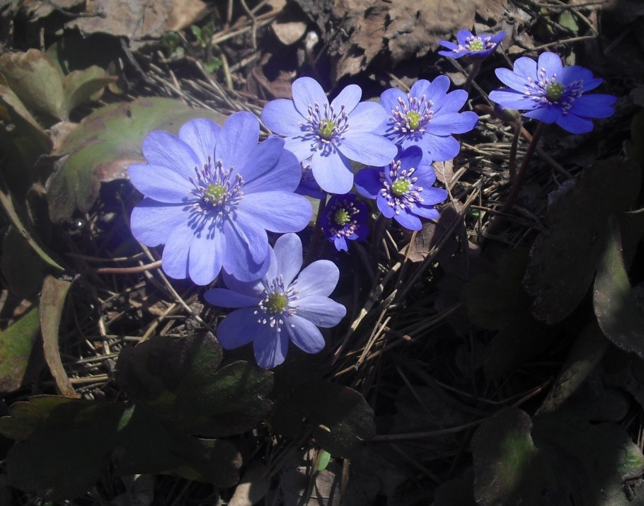 Печеночница благородная махровая розовая
