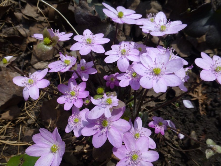 Печёночница благородная кобальт Блю