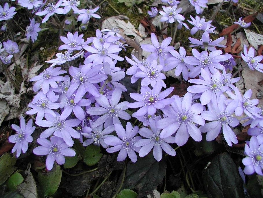 Печеночница трансильванская — hepatica Transilvanica