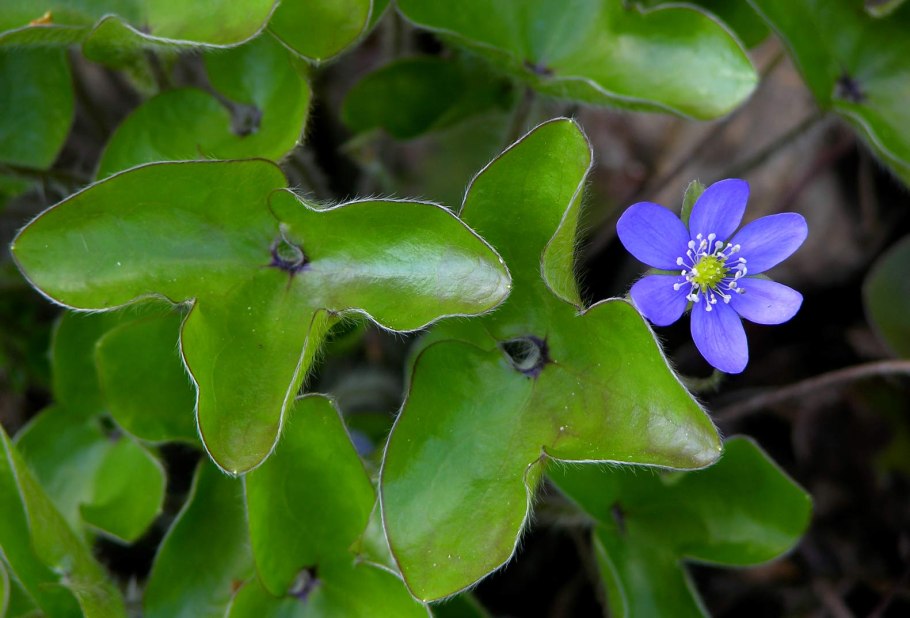 Печеночница hepatica Nobilis