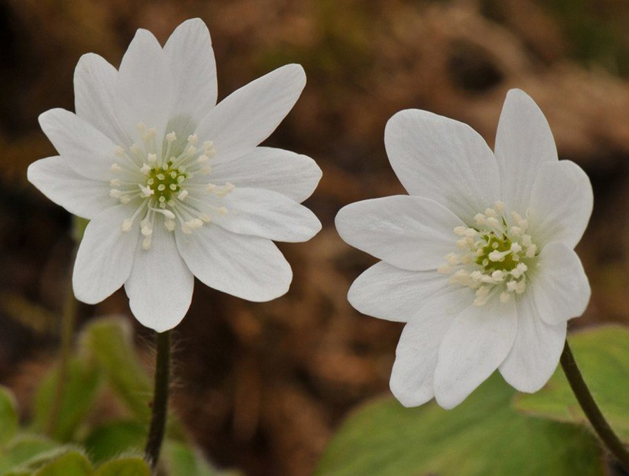 Печеночница трансильванская