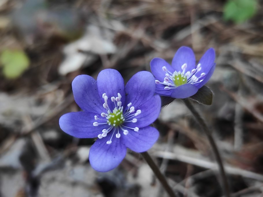 Печеночница благородная и трансильванская