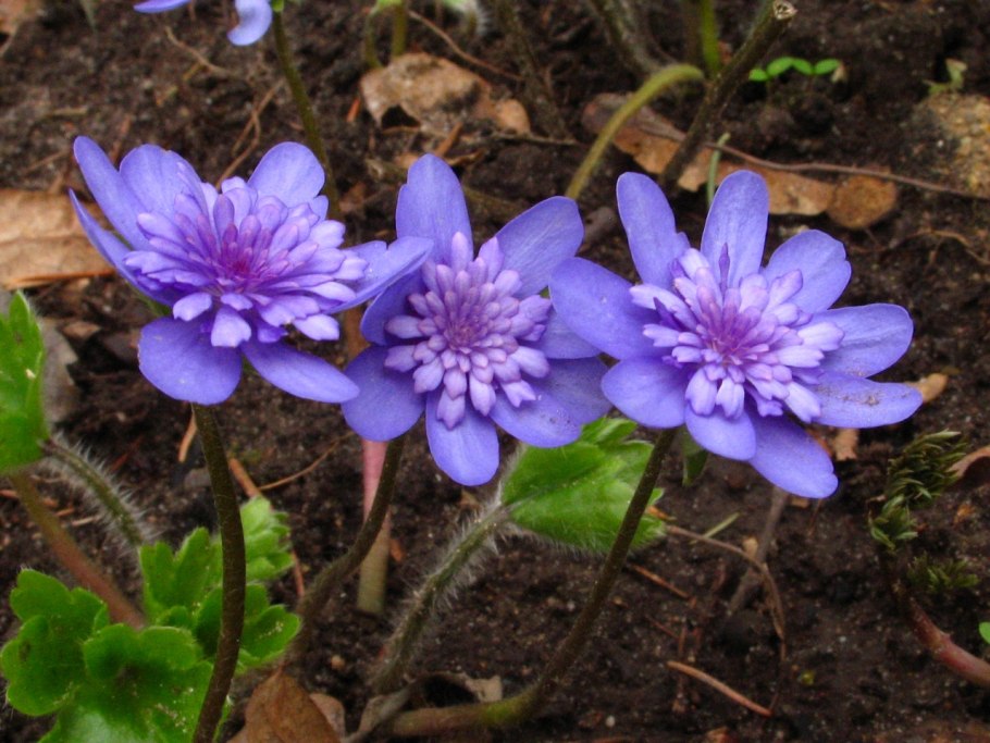 Печеночница сортосерия перламутровая