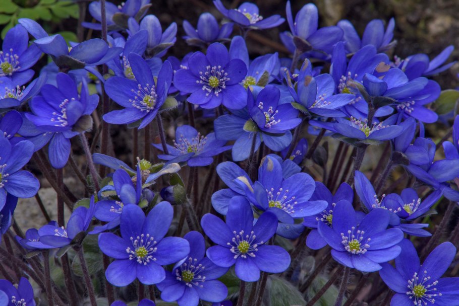 Печеночница благородная Альба