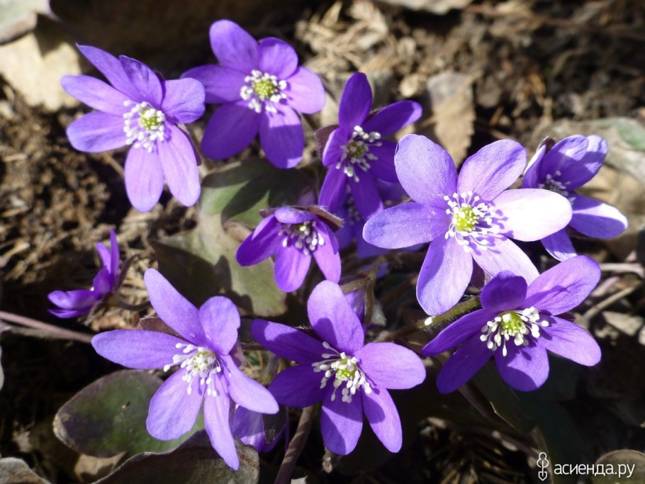 Печеночница синяя махровая