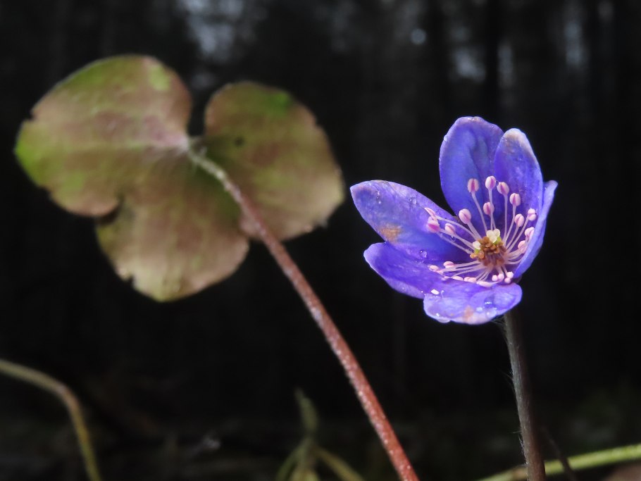Печеночница Альба махровая