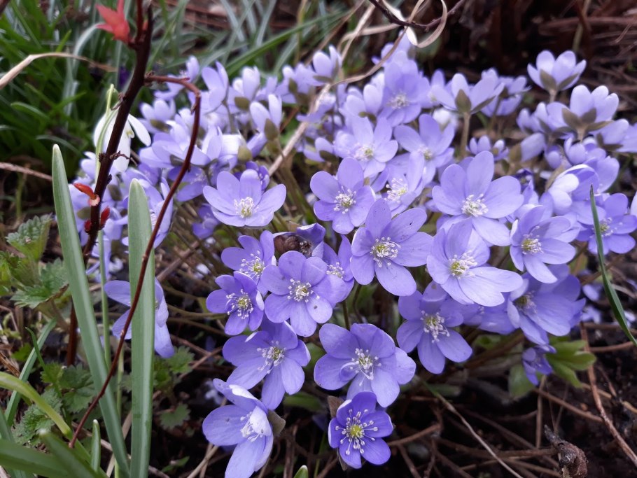 Печеночница для какой зоны