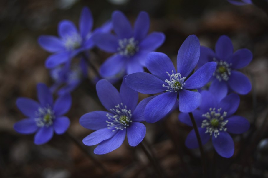 Подснежник печеночница