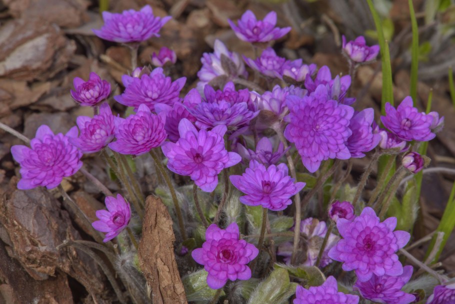 Печеночница Nobilis