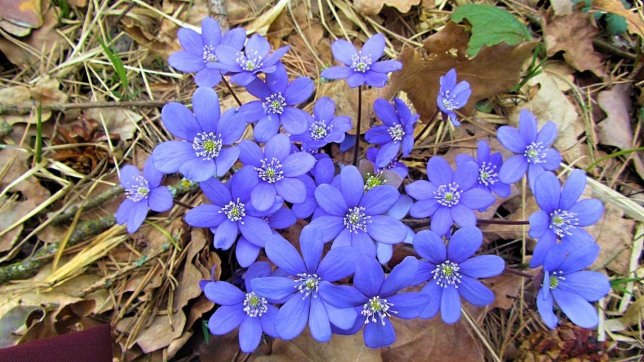 Первоцвет печеночница