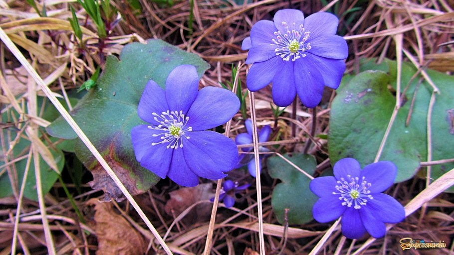 Печеночница синее сокровище