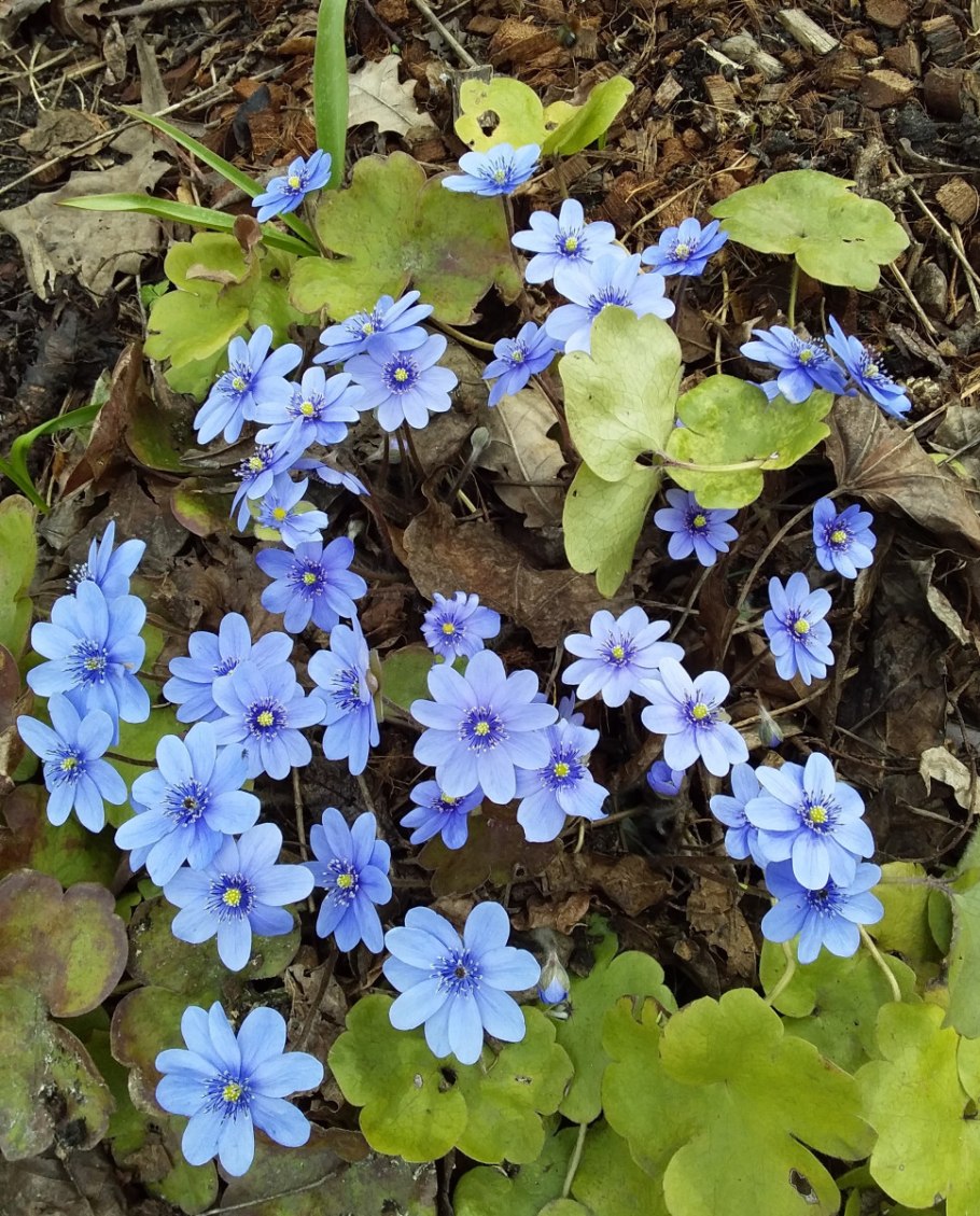 Перелеска печеночница