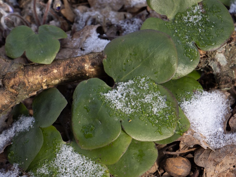 Печеночница обыкновенная
