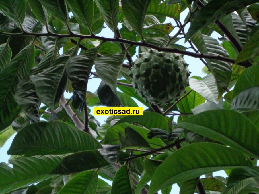 Роллиния слизистая дерево