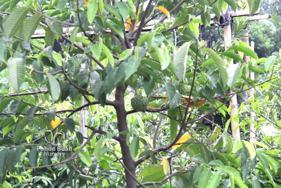 Аннона черимойя