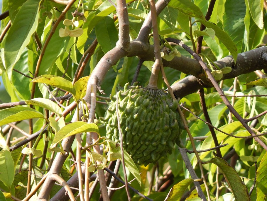 Аннона бириба