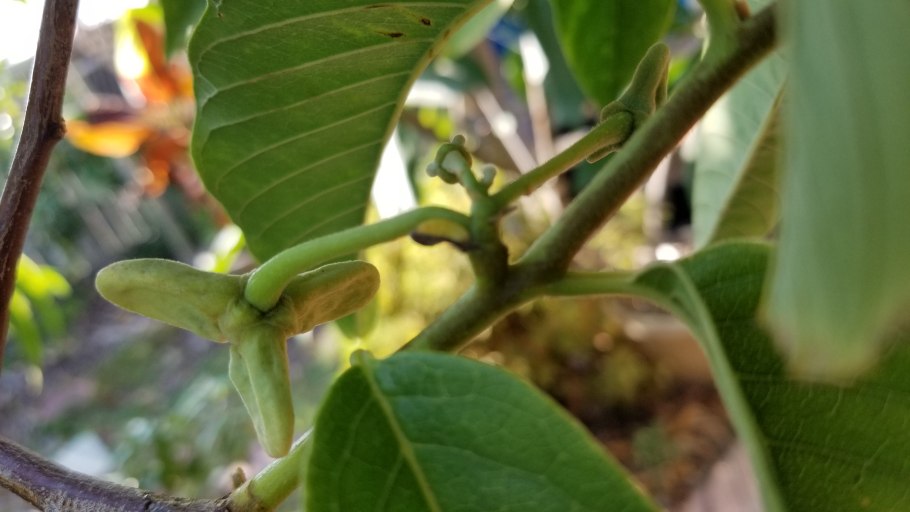 Монстера Делициоза