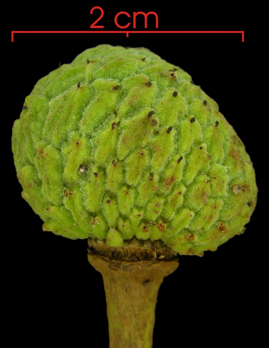 Роллиния фрукт