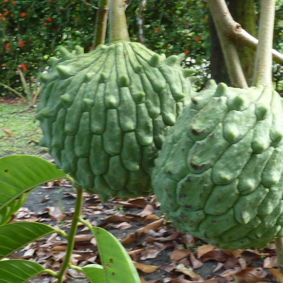 Роллиния дерево