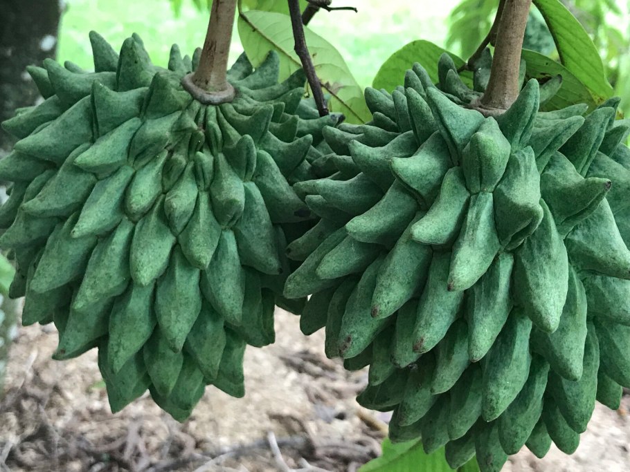 Роллиния фрукт