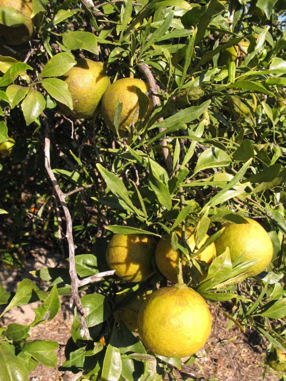 Бириба растение