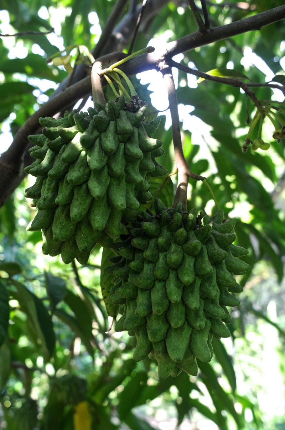 Роллиния фрукт