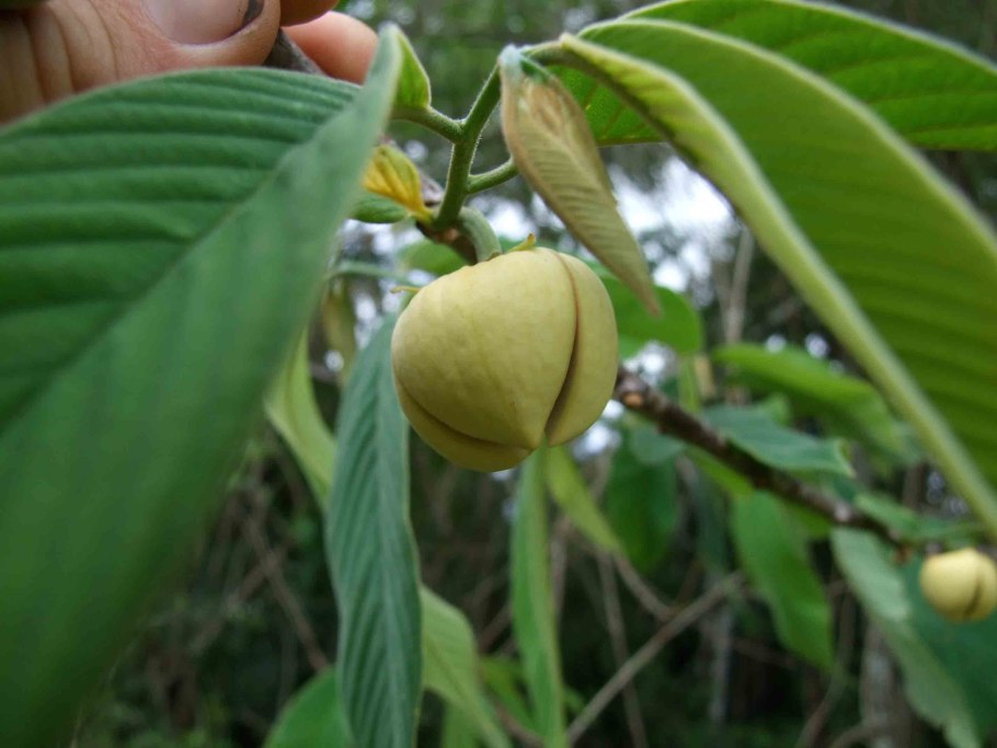 Annona spraguei.